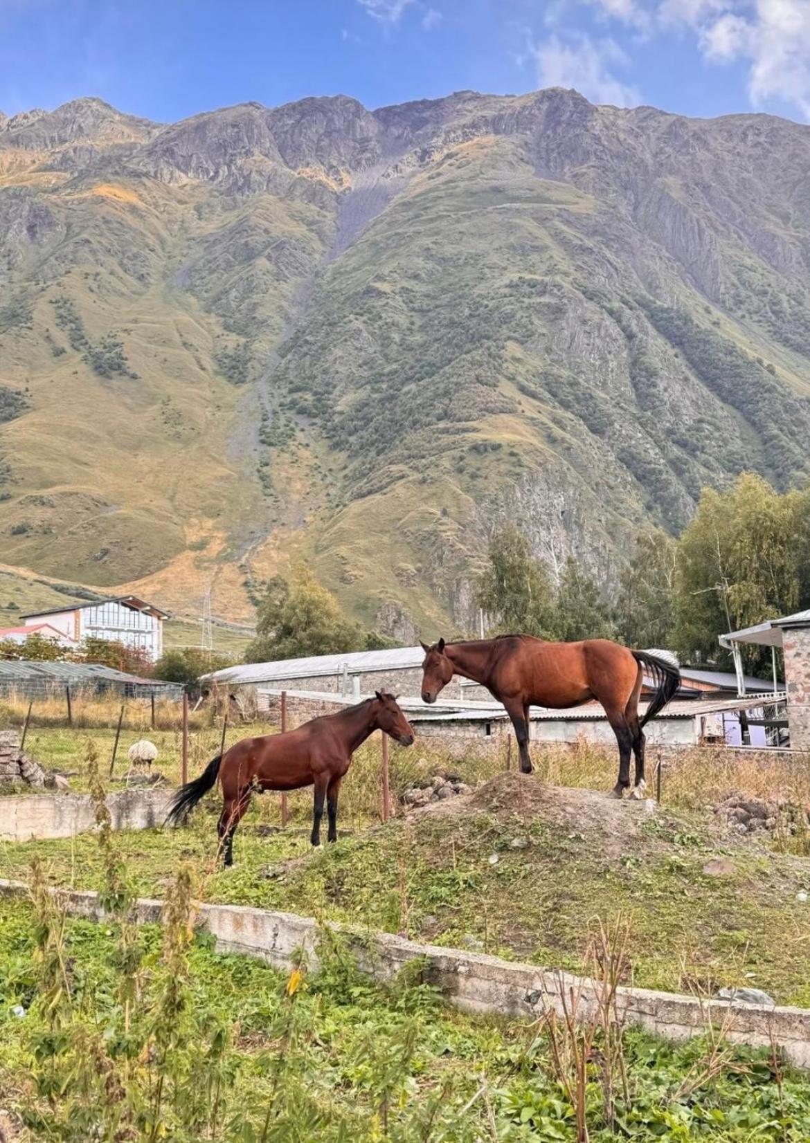 Edelweiss Cottage Kazbegi Buitenkant foto